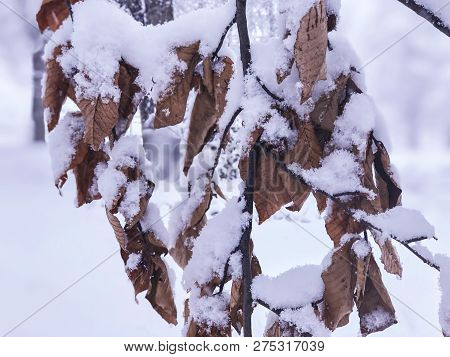 Snowfall. Snow Covered Trees And Autmn Leaves In The Snowfall. Winter In Mountain. Close-up Shot.