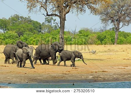A Thirsty Herd Of African Elephants Running Towards A Waterhole With A Natural Bushveld Background  