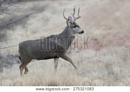 Male Mule Deer (odocoileus Hemionus) With Antlers Damaged From Fighting - Bosque Del Apache Nwr, New
