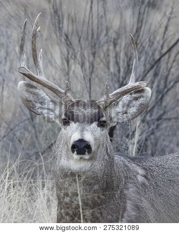 Male Mule Deer (odocoileus Hemionus) With Antlers Damaged From Fighting - Bosque Del Apache Nwr, New