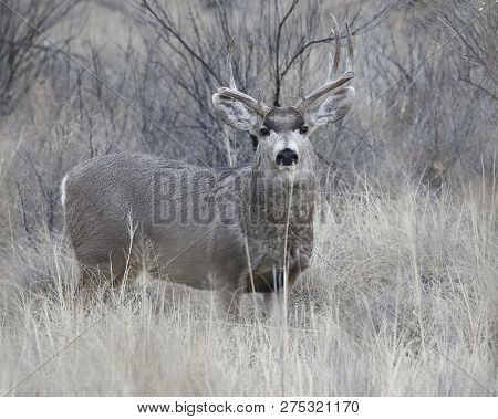 Male Mule Deer (odocoileus Hemionus) With Antlers Damaged From Fighting - Bosque Del Apache Nwr, New