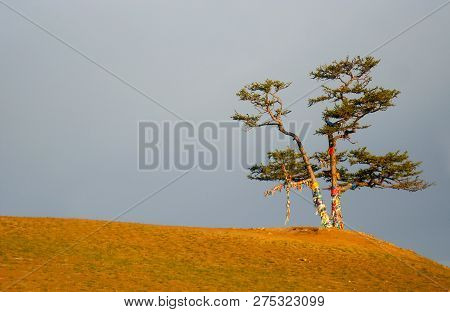Lonely Shamanic Pine With Colorful Ribbons Hadak On Sky Background. Sacred Tree For Worship, Island 