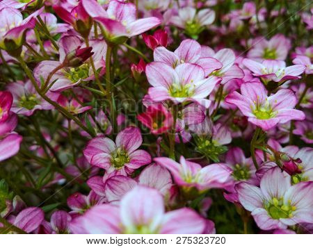 Many Little Pink Flowers Saxifraga Background. Saxifraga Pink Little Flowers Background. Purple Flow