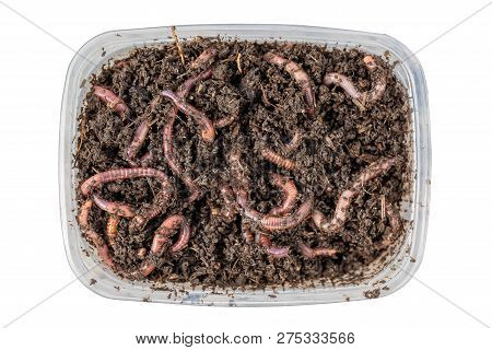 Red Worms Dendrobena In A Box In Manure, Earthworm Live Bait For Fishing Isolated On White Backgroun