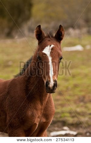 Colt