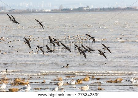 Migrating Brant Goose At Delta Bc Canada