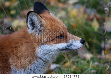 Fox hlava