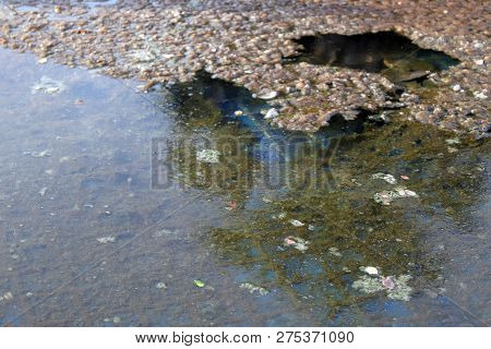 Waste Water Rotten, The Water Is Rotten In The Pool With Moss And Dry Leaves Dirty Water, Water Rott