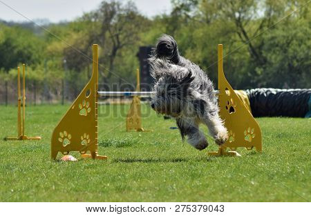 Dog, Bearded Kolie In Agility. Amazing Evening, Hurdle Having Private Agility Training For A Sports 