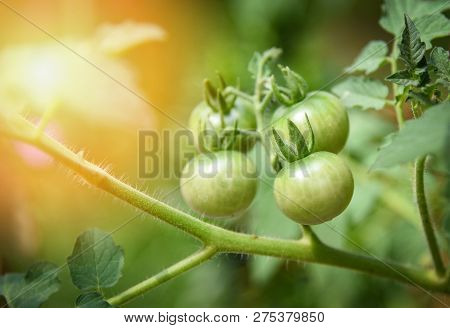Tomato On Plant Tree Green Tomatoes In The Green House Horticulture Garden Agriculture Vegetables Fa