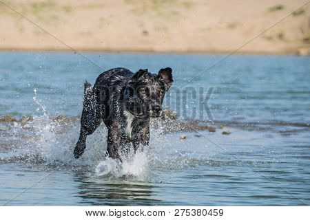 Dog On Water Photo Workshop. Dog In Amazing Autumn Photo Workshop In Prague.
