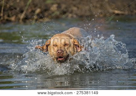 Labrador On Water Photo Workshop. Dog In Amazing Autumn Photo Workshop In Prague.