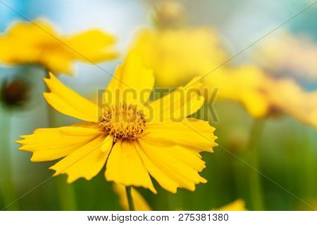 Star Tickseed Yellow Flower. Coreopsis Pubescens In Garden.