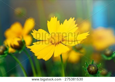 Coreopsis Pubescens In Garden. Beautiful Yellow Flowers.