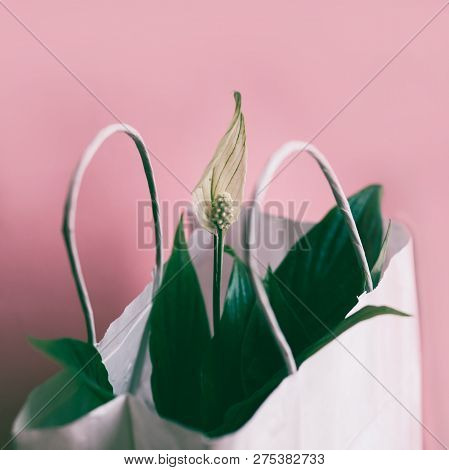 Spatifilum Flowers In White Paper Gift Bag, Spring Flowers On A Pink Background With Copy Space
