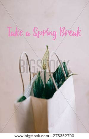 Take A Spring Break Text. Spatifilum Flowers In White Paper Gift Bag, Spring Flowers On A White Plas
