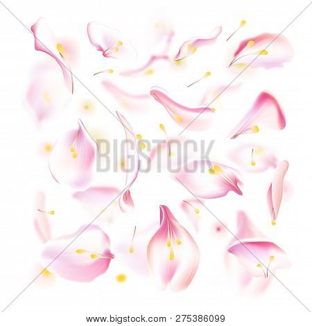 Vector Set Of Pink Falling Rose And Sakura Petals. Blurred Spring Blossom Petal Set With Decorative 