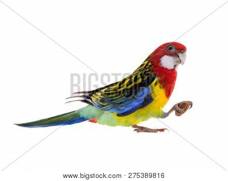 Parrot Rosella Parrot With Almond Isolated On White Background