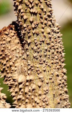 Close-up Of A Tree Trunk With Large Thorns In Egypt, Africa. Ceiba Speciosa Or Chorisia Speciosa (si
