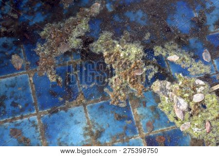 Waste Water Rotten, The Water Is Rotten In The Pool With Moss And Dry Leaves Dirty Water, Water Rott
