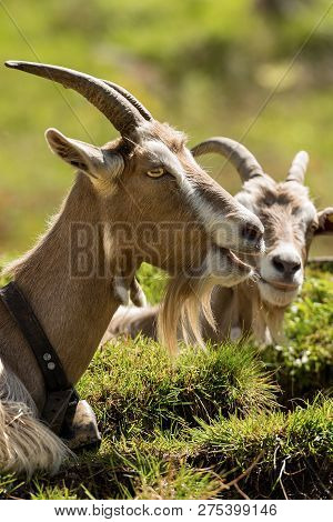 Two Mountain Goat With Horns And Cowbell On A Green Meadow, Italian Alps