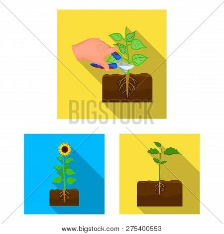 Vector Illustration Of Plant And Bean Sign. Set Of Plant And Process Vector Icon For Stock.