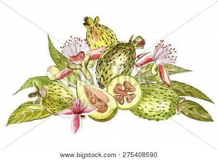 Watercolor Illustration Feijoa Plant. Hand Drawn Watercolor Painting On White Background. Watercolor