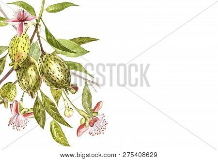 Watercolor Illustration Feijoa Plant. Hand Drawn Watercolor Painting On White Background. Watercolor
