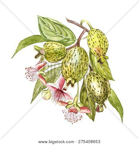 Watercolor Illustration Feijoa Plant. Hand Drawn Watercolor Painting On White Background. Watercolor