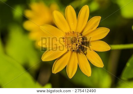Singapore Daisy And Yellow Flower In Garden For Decorate