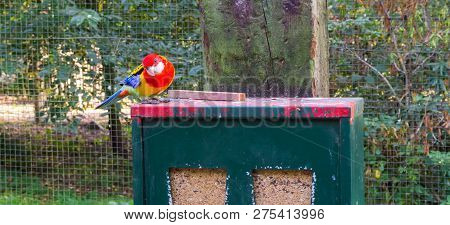 Eastern Rosella Standing On The Seed Vending Machine Begging For Some Seeds