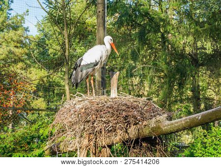 White Stork Standing In Its Nest, A African Bird That Migrated To Europe