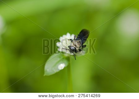 The Black Bee Is On The Pollen Of Gomphrena Celosioides, White In Nature.