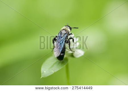 The Bees Are On Gomphrena Celosioides, White In Nature.