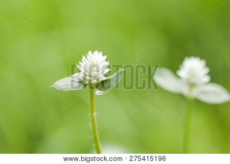 Gomphrena Celosioides In Nature Have Beautiful White Flowers.