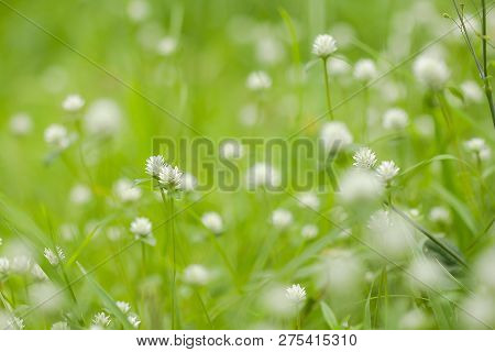 Gomphrena Celosioides In Nature Have Beautiful White Flowers.