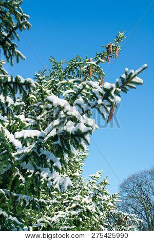 Winter Conftiterous Fir Branches Close-up, White Snow, Blue Sky