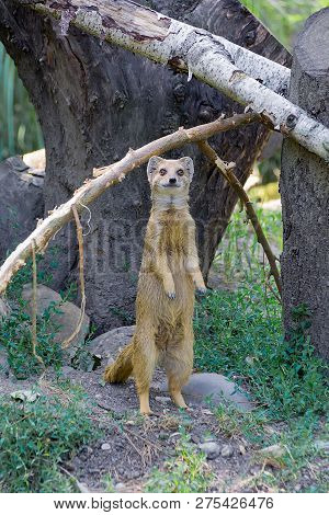 Yellow Mongoose Cynictis Penicillata Or Red Meerkat Is Standing On Hind Legs