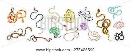 Bundle Of Snakes Or Serpents Of Various Type, Size, Skin Pattern And Color Isolated On White Backgro