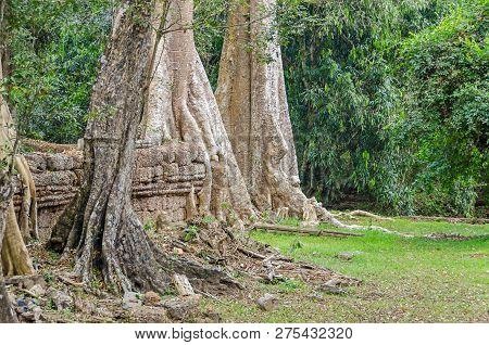Roots Of A Spung, The Famous Tree Tetrameles Nudiflora, Growing In The Ta Prohm Temple Ruins In Camb