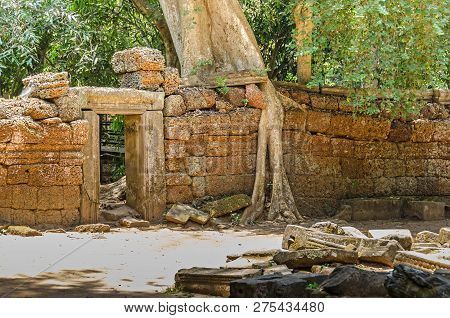 Roots Of A Spung, The Famous Tree Tetrameles Nudiflora, Growing In The Ta Prohm Temple Ruins In Camb
