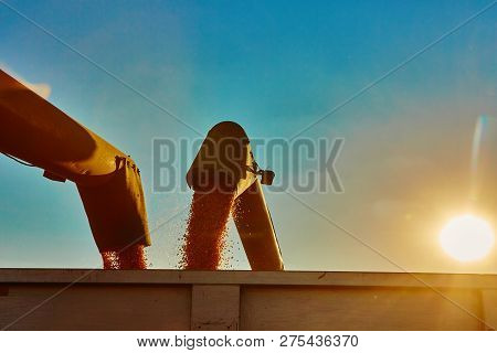 Pouring Corn Grain Into Tractor Trailer After Harvest