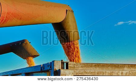 Pouring Corn Grain Into Tractor Trailer After Harvest