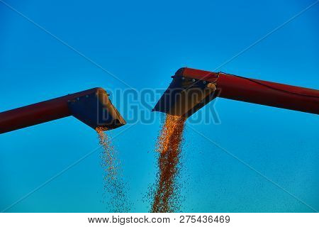 Pouring Corn Grain Into Tractor Trailer After Harvest