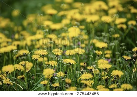 Dandelion Yellow Flower Growing On The Green Meadow In Spring Time, Natoral Seasonal Floral Backgrou