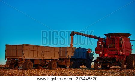 Pouring Corn Grain Into Tractor Trailer After Harvest