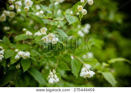 White Flower Of Andaman Satinwood, Chanese Box Tree, Cosmetic Bark Tree, Orange Jasmine, Orange Jess