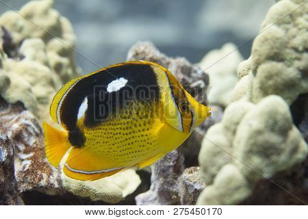 Fourspot Butterflyfish On Coral Reef Off Kona, The Big Island, Hawaii
