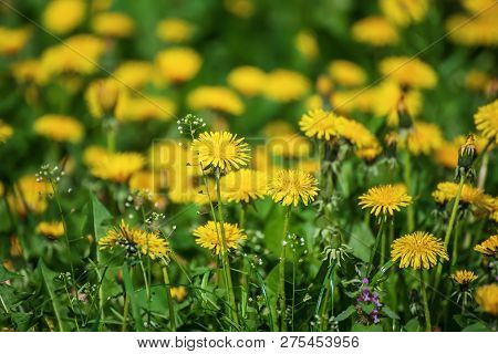 Dandelion Yellow Flower Growing On The Green Meadow In Spring Time, Natoral Seasonal Floral Backgrou