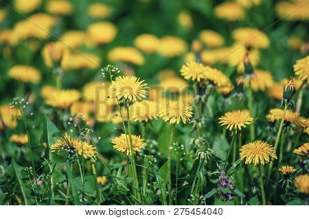 Dandelion Yellow Flower Growing On The Green Meadow In Spring Time, Natoral Seasonal Floral Backgrou